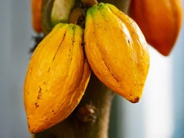 Cabosse de Cacao Fraiche Fruit Tropical Origine Côte d'Ivoire